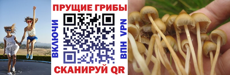 Галлюциногенные грибы Psilocybine cubensis  Орск 